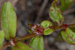 Harper's buttonweed